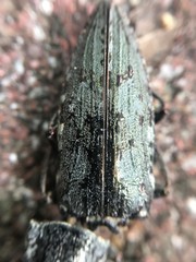 Texania fulleri