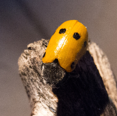 Lachnaia sexpunctata