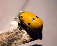 Lachnaia sexpunctata