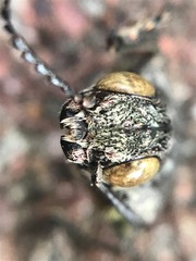 Texania fulleri