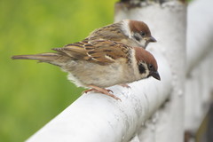 Passer montanus