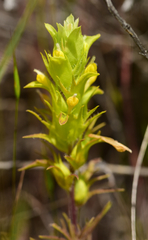 Orthocarpus barbatus