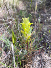 Orthocarpus barbatus