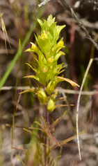 Orthocarpus barbatus