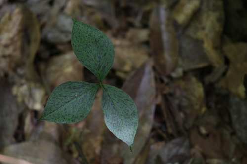 Arisaema triphyllum image