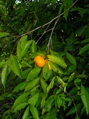 Eugenia victoriana