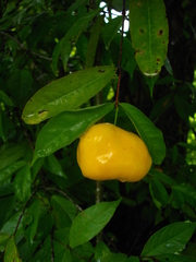 Eugenia victoriana
