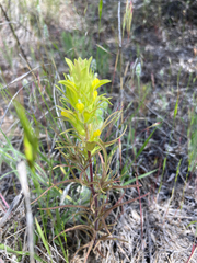 Orthocarpus barbatus