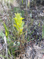 Orthocarpus barbatus