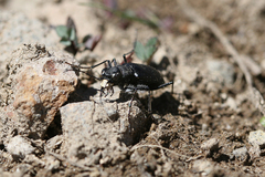 Cicindela nebraskana