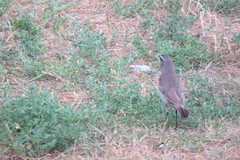 Luscinia svecica