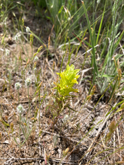 Orthocarpus barbatus