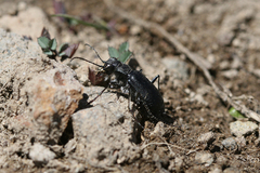 Cicindela nebraskana