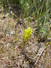 Orthocarpus barbatus