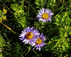 Aster alpinus