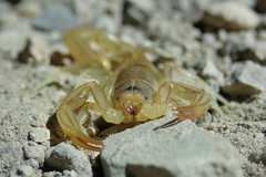 Paruroctonus variabilis