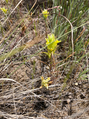 Orthocarpus barbatus