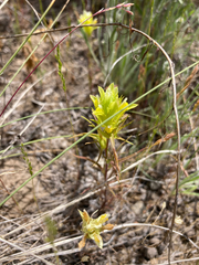 Orthocarpus barbatus