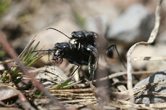 Cicindela nebraskana