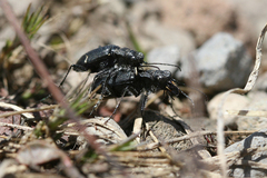 Cicindela nebraskana