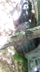 Leucorrhinia frigida