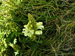 Pedicularis comosa