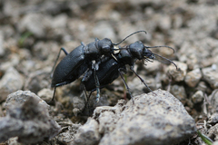 Cicindela nebraskana