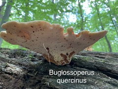 Buglossoporus quercinus