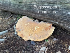 Buglossoporus quercinus