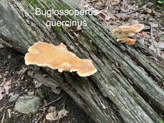 Buglossoporus quercinus