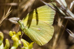 Colias harfordii