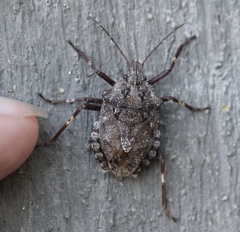 Brochymena affinis