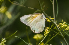 Colias harfordii