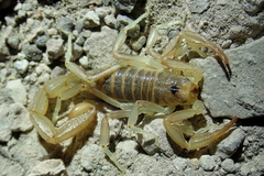 Paruroctonus variabilis