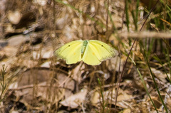 Colias harfordii
