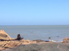 Arctocephalus australis