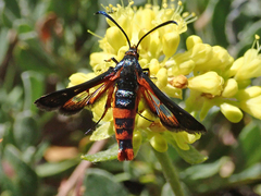 Synanthedon polygoni