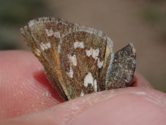 Hesperia juba