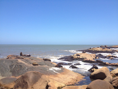 Arctocephalus australis