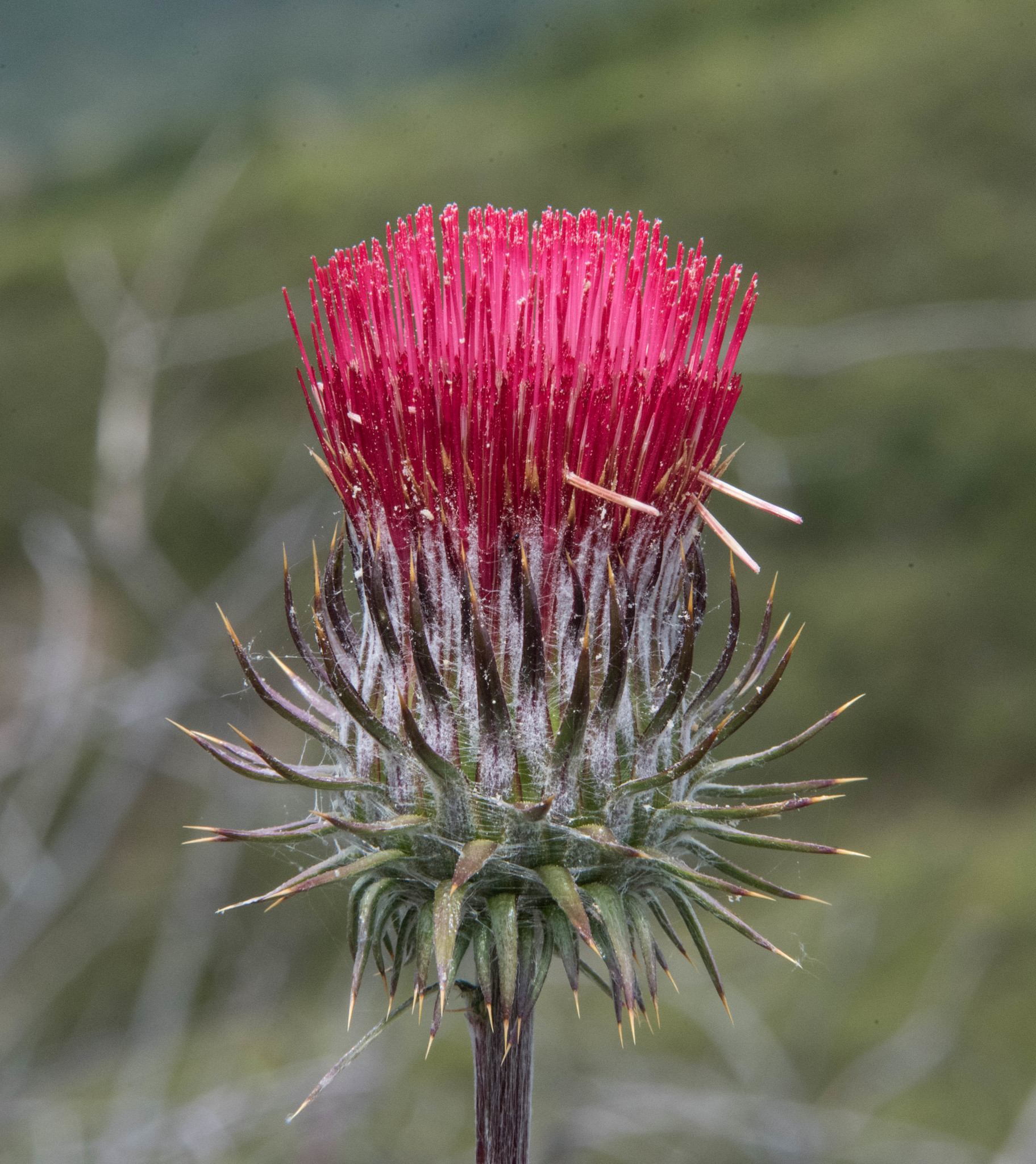 Cirsium occidentale var. coulteri