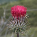 Coulter's Thistle - Photo (c) Don Loarie, some rights reserved (CC BY), uploaded by Don Loarie