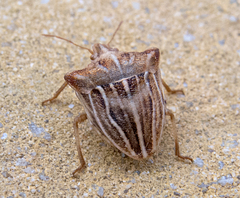 Ancyrosoma leucogrammes