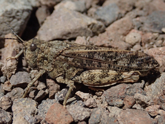 Cratypedes lateritius