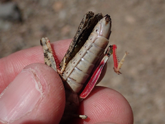 Cratypedes lateritius