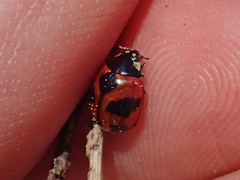Coccinella alta