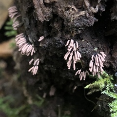 Stemonitopsis hyperopta