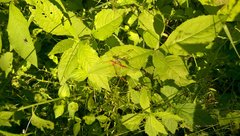 Megarhyssa greenei