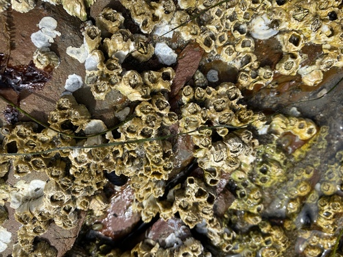 Pacific Acorn Barnacle, photo 7 of 7