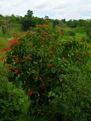 Warszewiczia coccinea