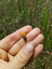 Xyris stenotera